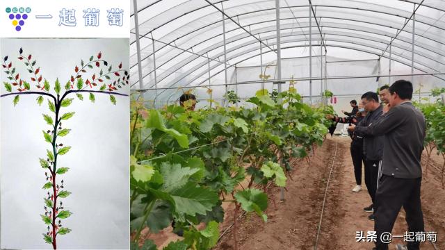葡萄栽培技术头条新闻资讯红提葡萄栽培技术视频-第7张图片-太平洋在线