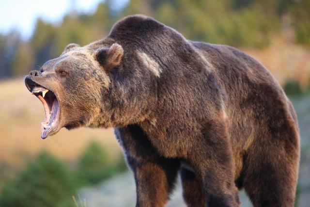 俄罗斯宠物熊俄罗斯宠物熊吃人-第11张图片-太平洋在线