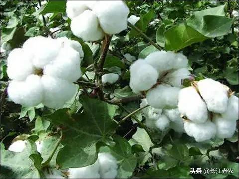 2019年11月棉花能涨价吗？:2019年11月国家大事新闻