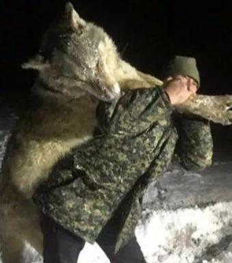 俄罗斯捕狼狼群里真的有60只狼吗
