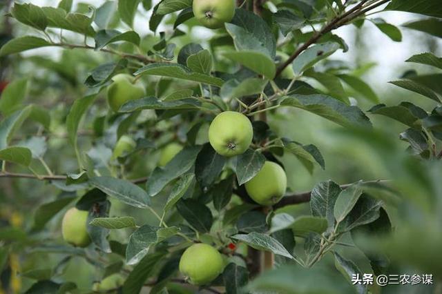 今日芒种，农村种植的果树近期的管理要点有哪些？:今日热搜果树