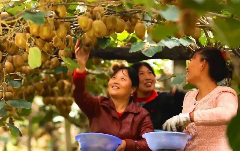 苹果和梨陕西版
:2022年陕西苹果猕猴桃产量分别较上年增长4.8%和7.3%