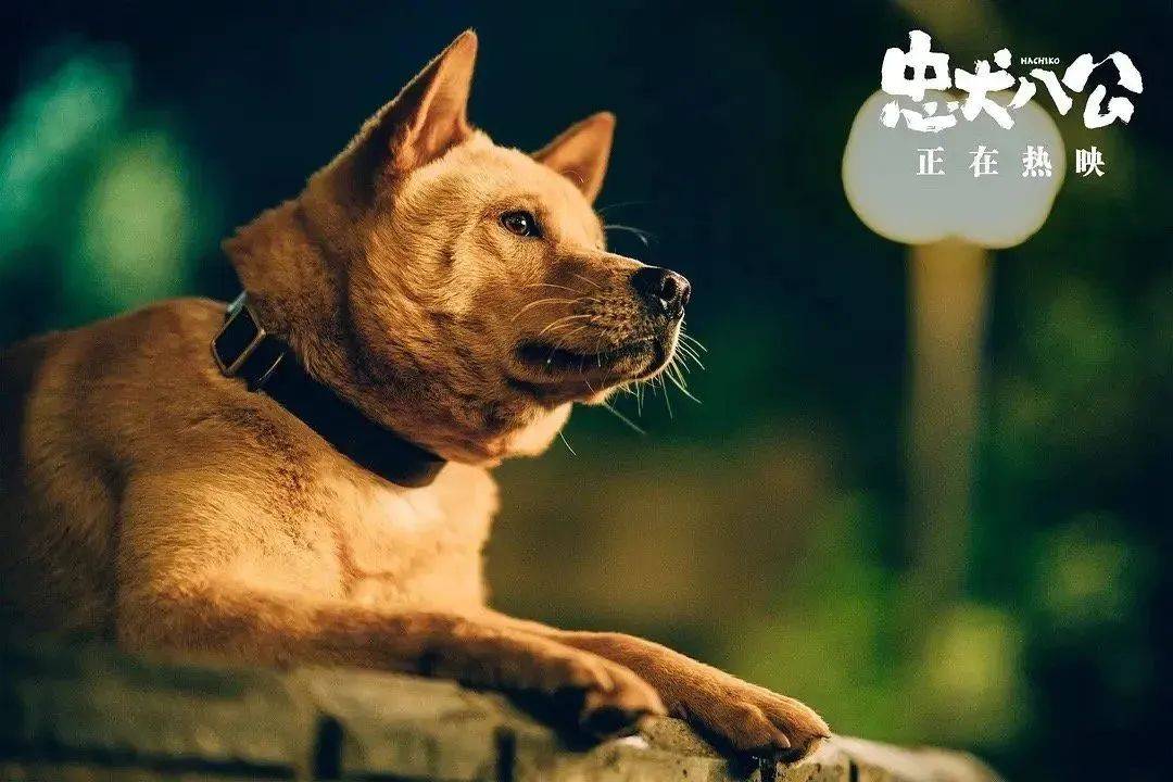 小苹果版地理歌:《忠犬八公》山城重庆的爱与别离-第14张图片-太平洋在线