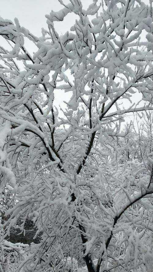 雪花飘手机版在线飘雪2019手机版-第2张图片-太平洋在线下载