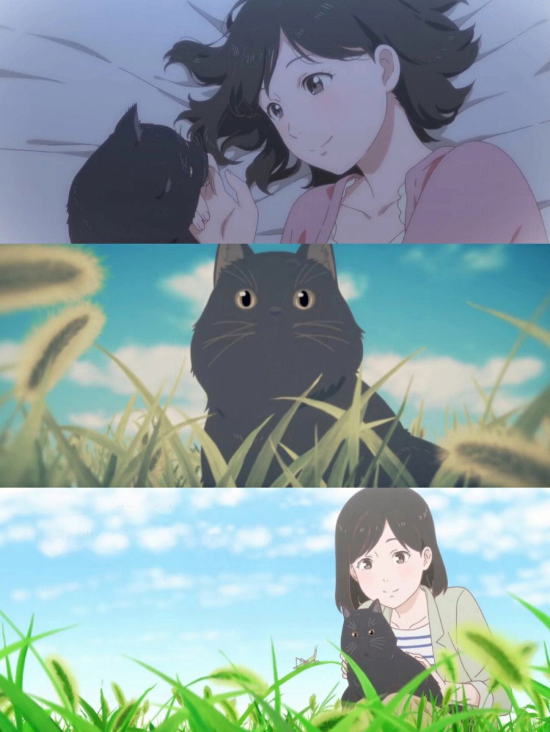追番猫苹果版苹果版追剧app